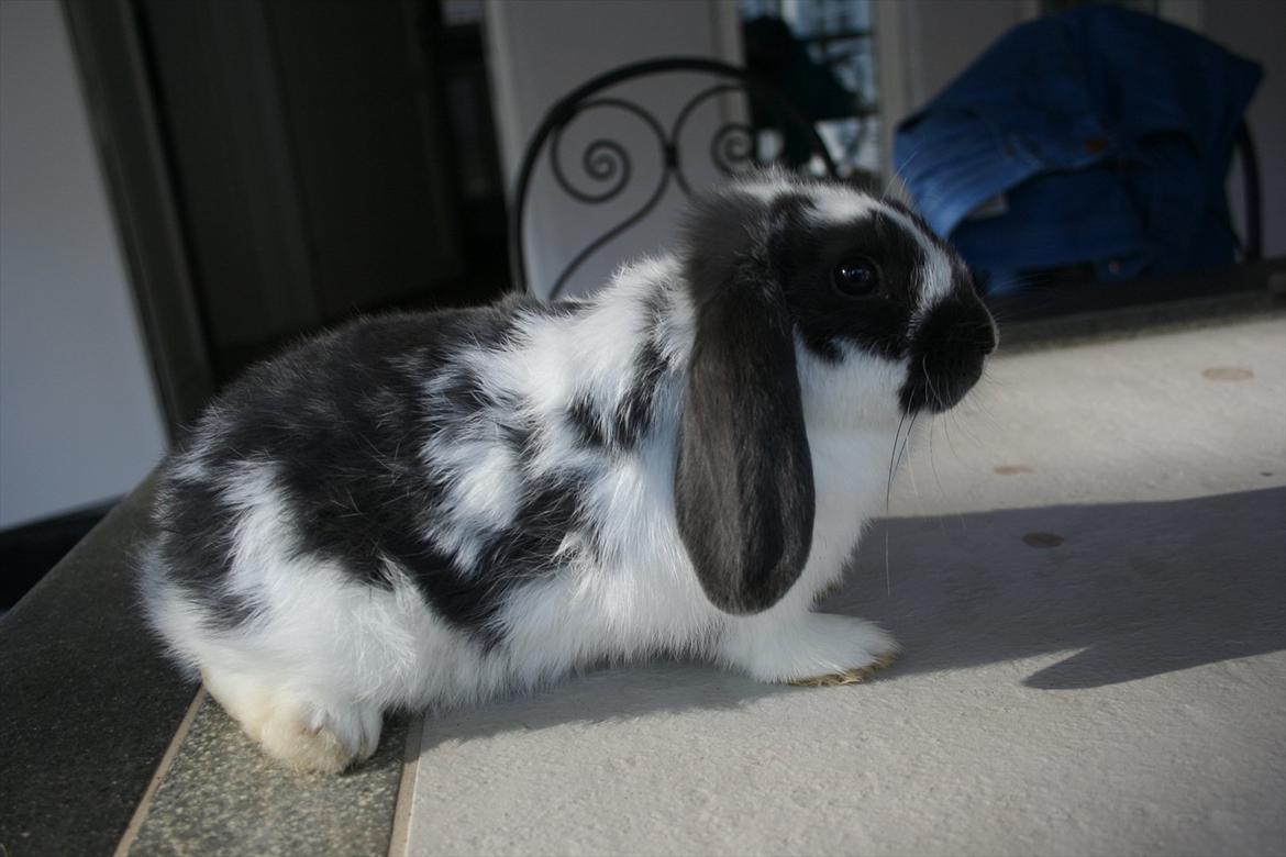 Kanin Kildevangs Wincent Filias - Fotograf: Silke Zacho billede 5