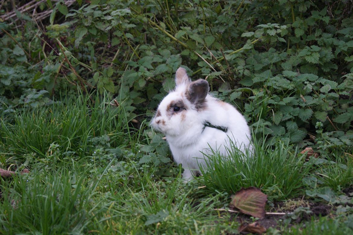 Kanin Nalle billede 16