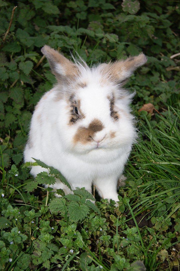 Kanin Nalle billede 17