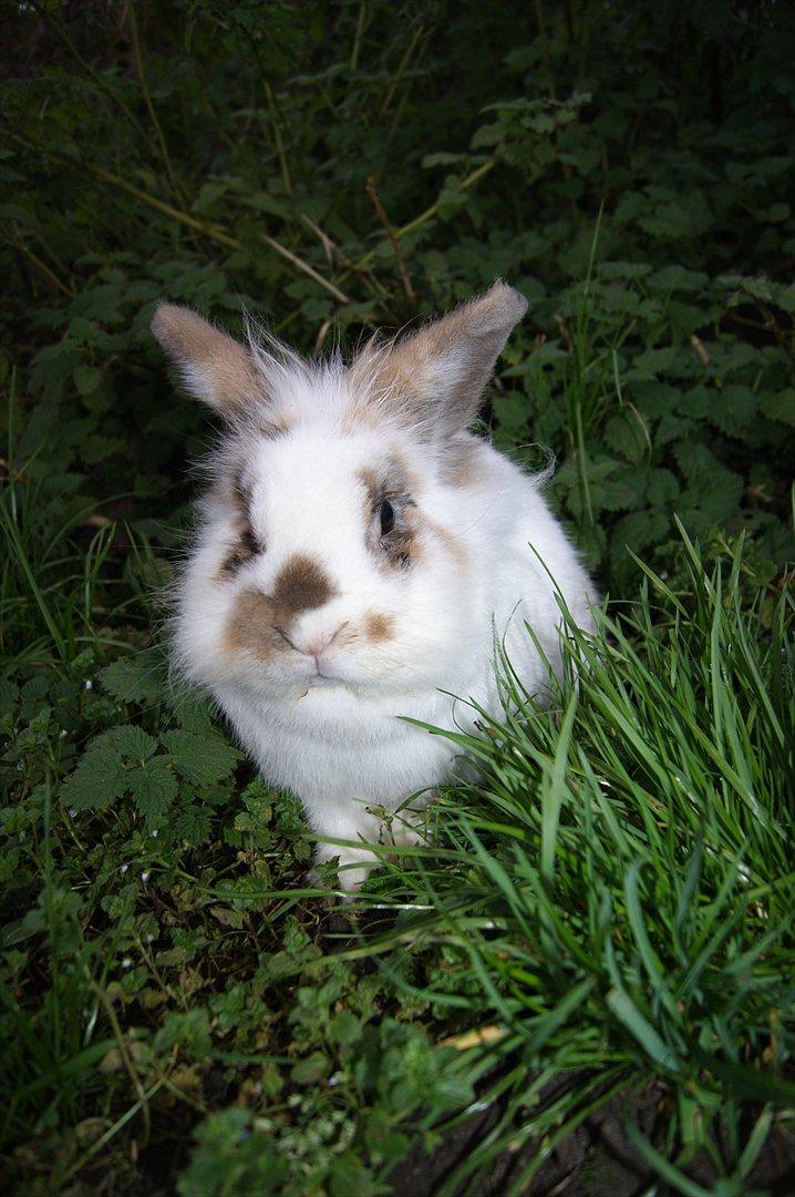 Kanin Nalle billede 18