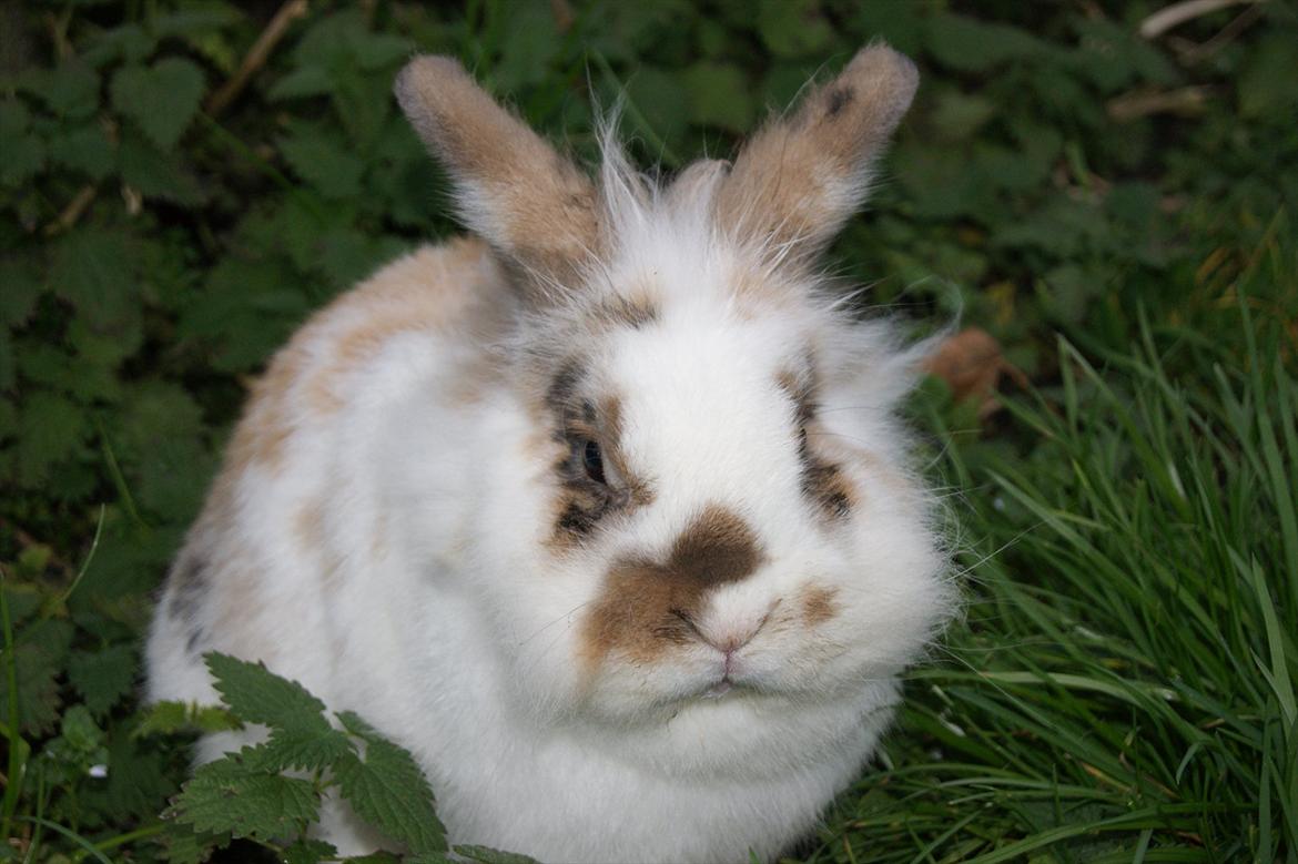 Kanin Nalle billede 1