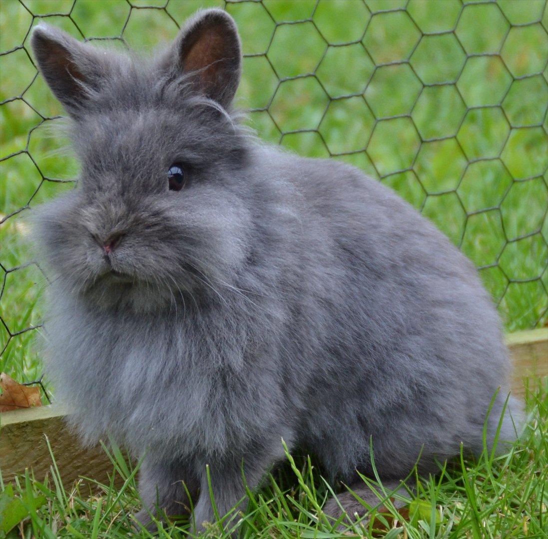 Kanin Fyldbinggaards Princess Tjess billede 18