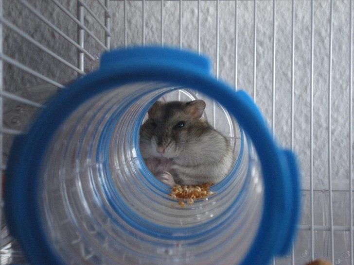 Dværghamster Dumle  - Dumle på førstedagen hos mig. ca. 5 uger gammel billede 7