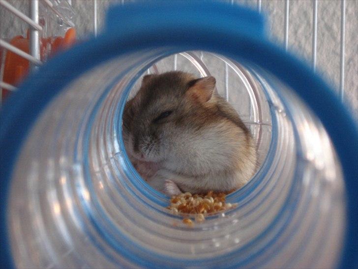 Dværghamster Dumle  - Dumle som vasker sig på førstedagen hos mig. ca. 5 uger gammel.  billede 8