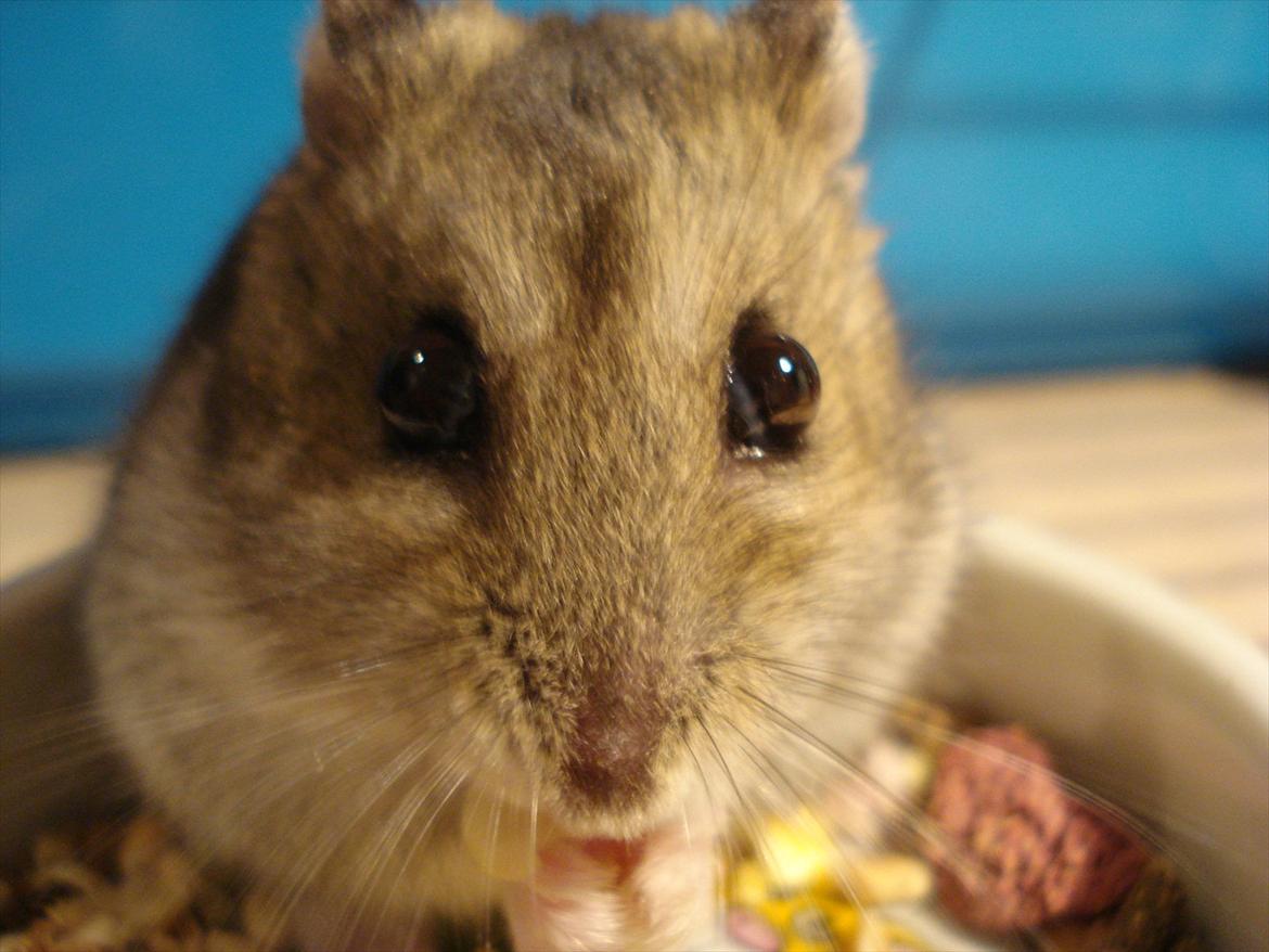 Dværghamster Dumle  - Dumle dybt konsentreret i sin mad. ca. 5 måneder gammel billede 9