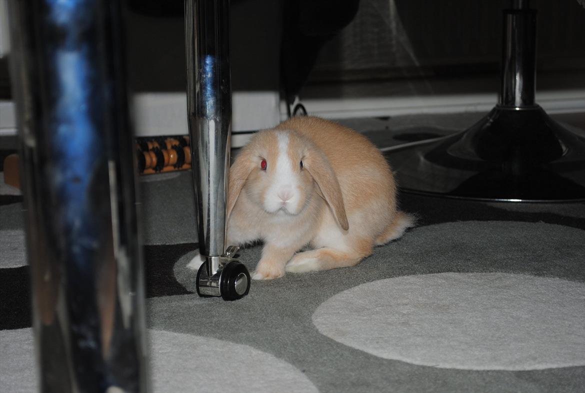 Kanin Winds Just Like Beauty billede 16