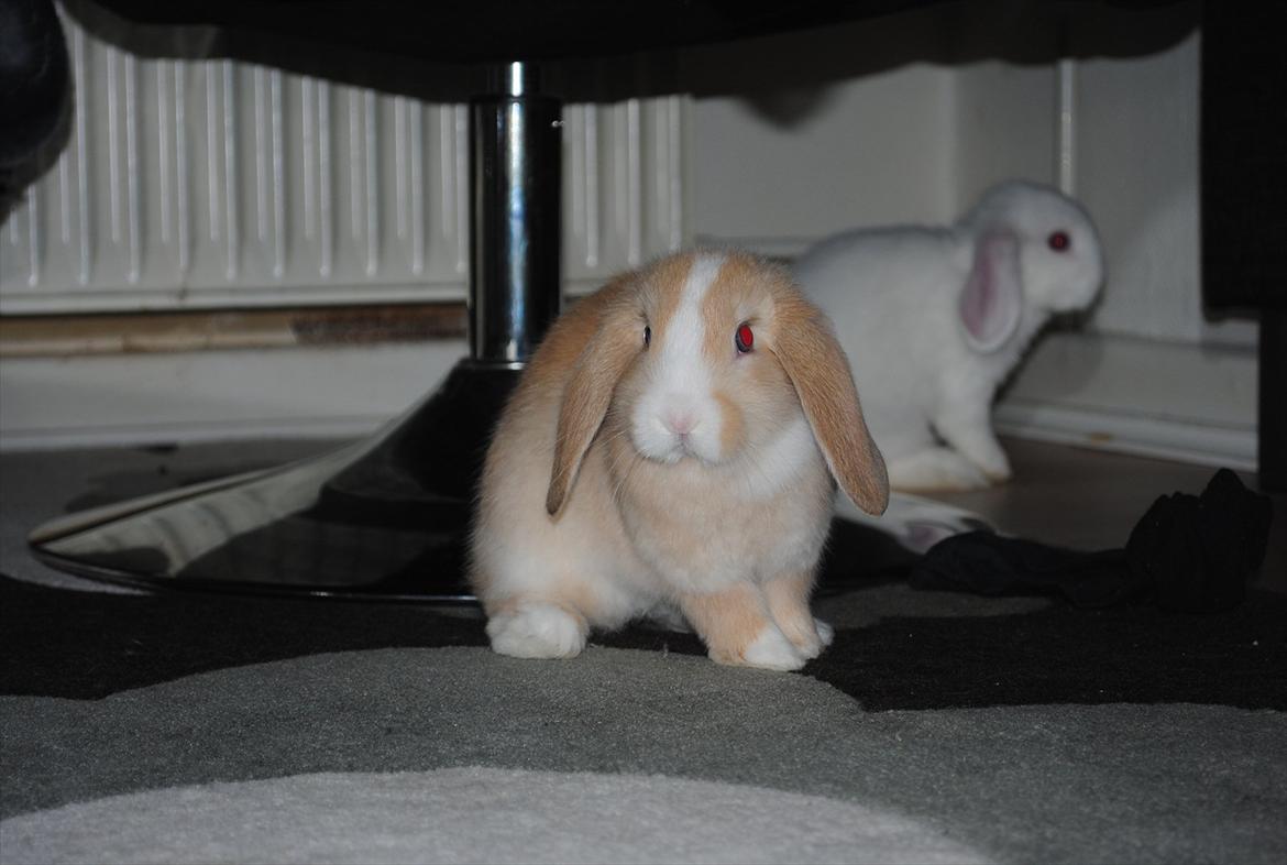 Kanin Winds Just Like Beauty billede 10