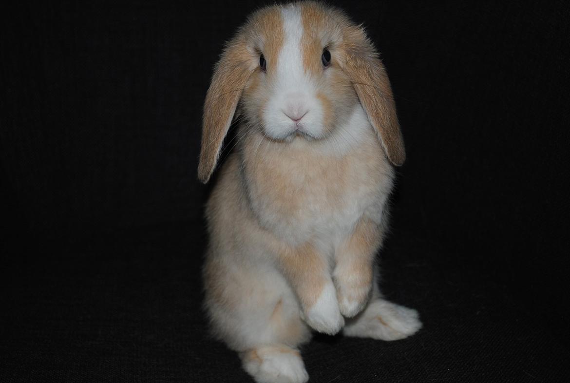 Kanin Winds Just Like Beauty - Velkommen! billede 4