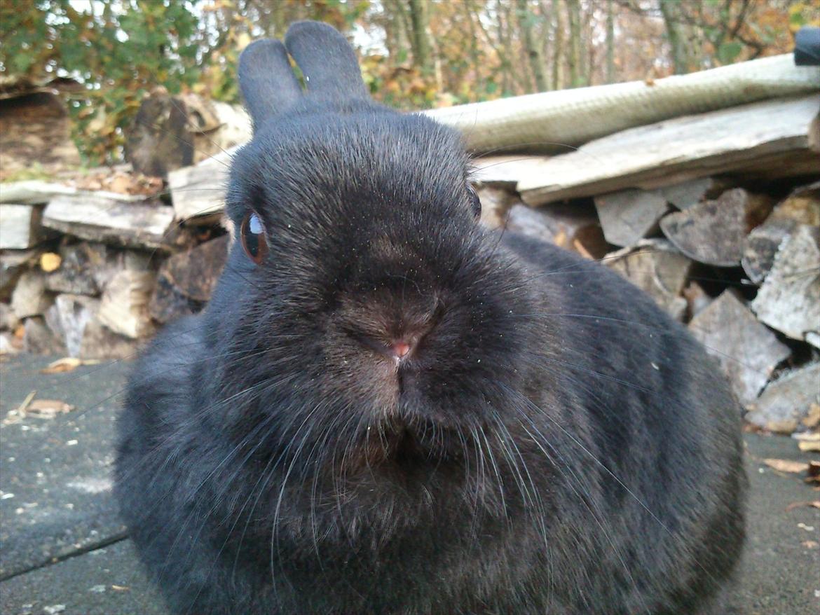 Kanin Hermelingårdens Barry*R.I.P* - You will never be forgotten,
A million days could pass us by,
But what is time but just a dream,
I still feel you here with me,
You’re more than a memory,
You will never be forgotten. billede 3