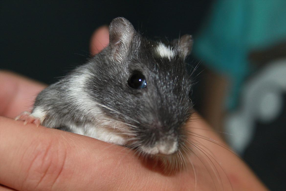 Ørkenrotte Luna - hun er blevet så stor:') billede 17