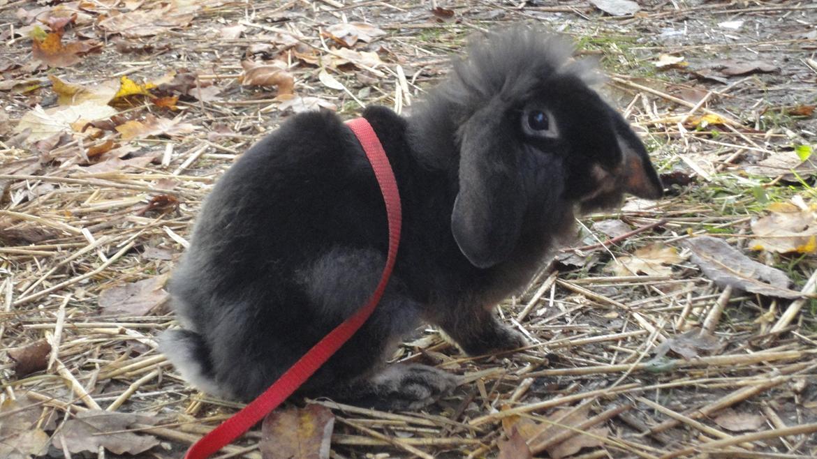 Kanin Metis billede 1