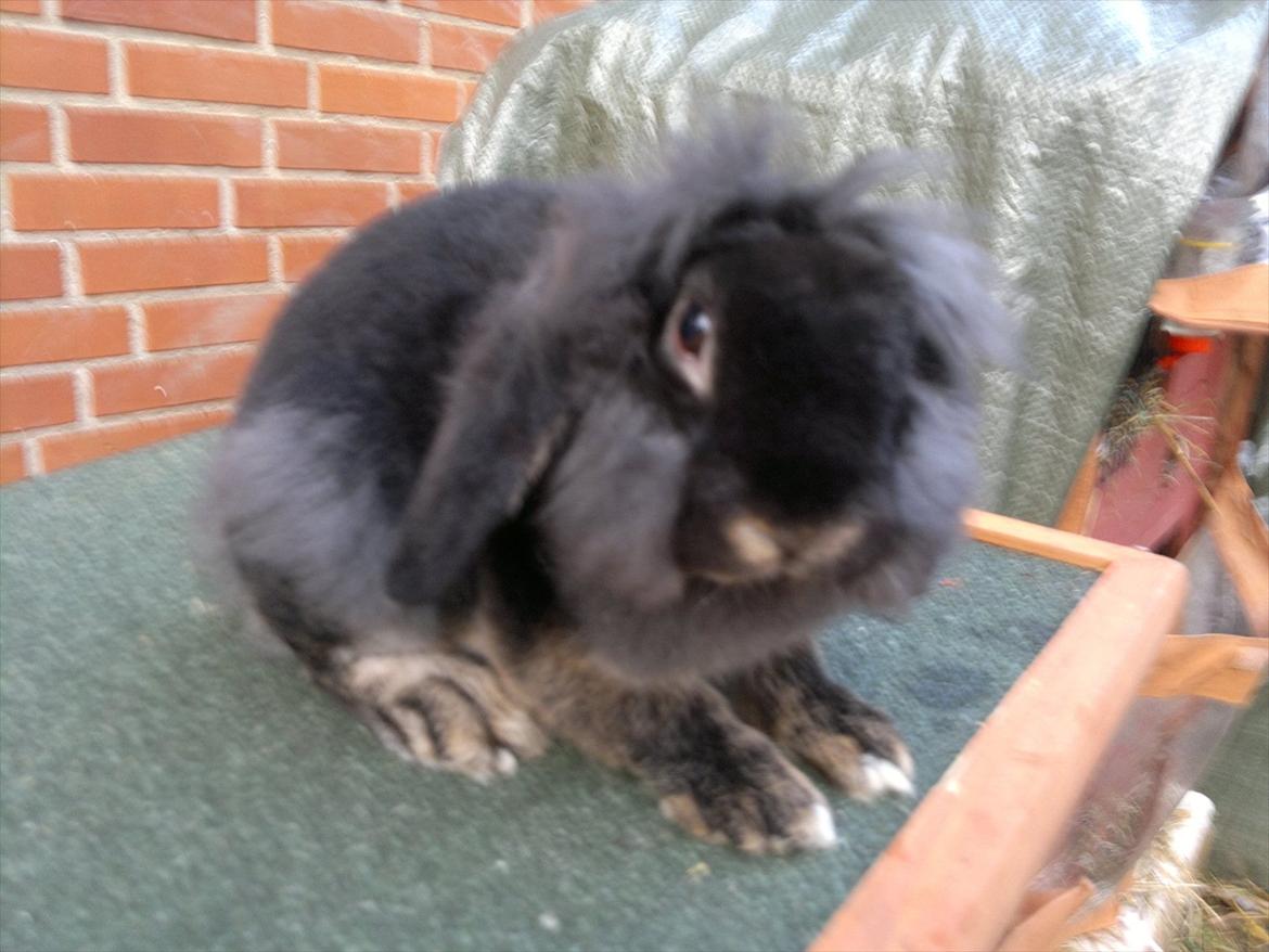 Kanin Metis billede 2