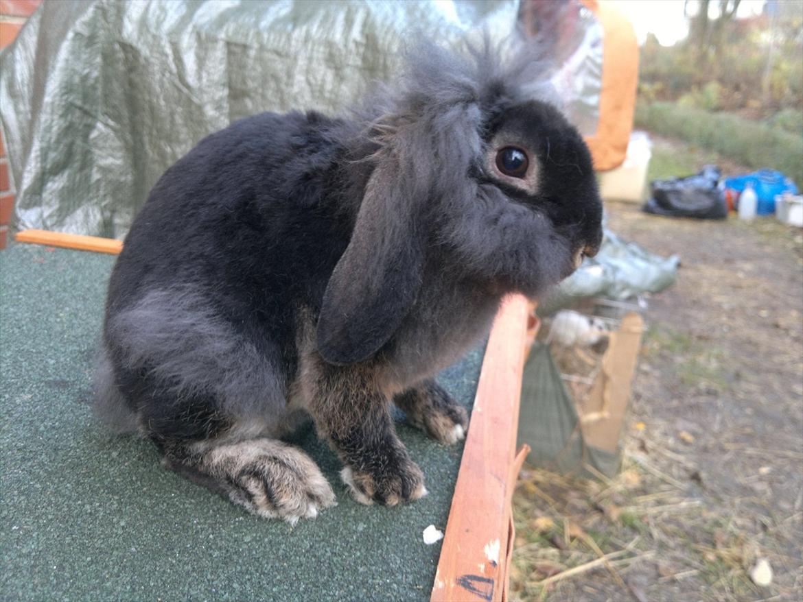 Kanin Metis billede 3