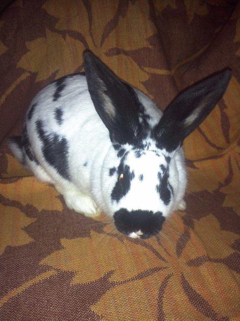 Kanin Nadia 2 - er jeg ikke søde mor vil lig har noge billeder af mig billede 1