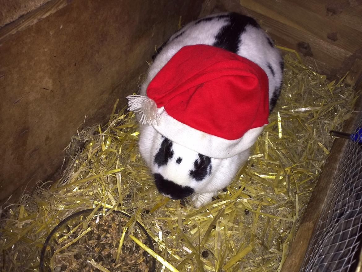 Kanin Nadia 2 - så har man fåret nissehue på billede 2