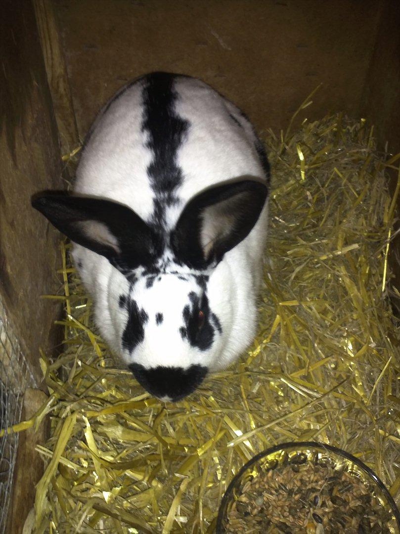 Kanin Nadia 2 - er jeg ikke bare darlige billede 4