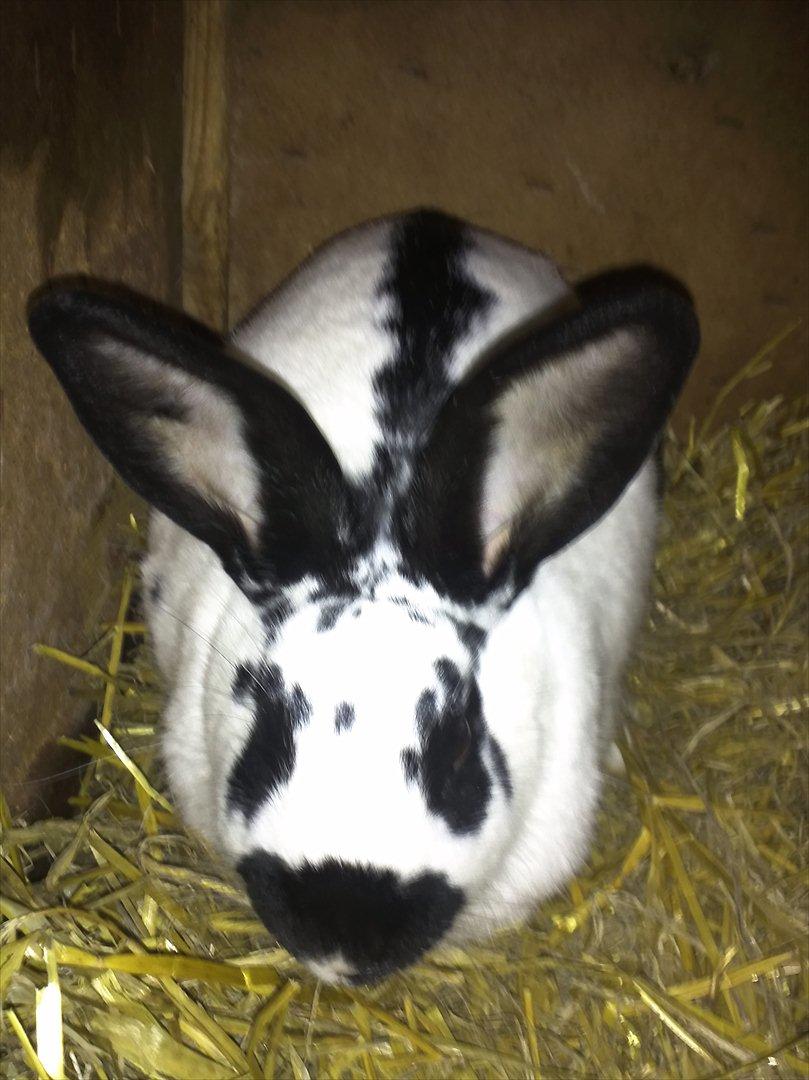 Kanin Nadia 2 - hun er bare så søde  billede 5