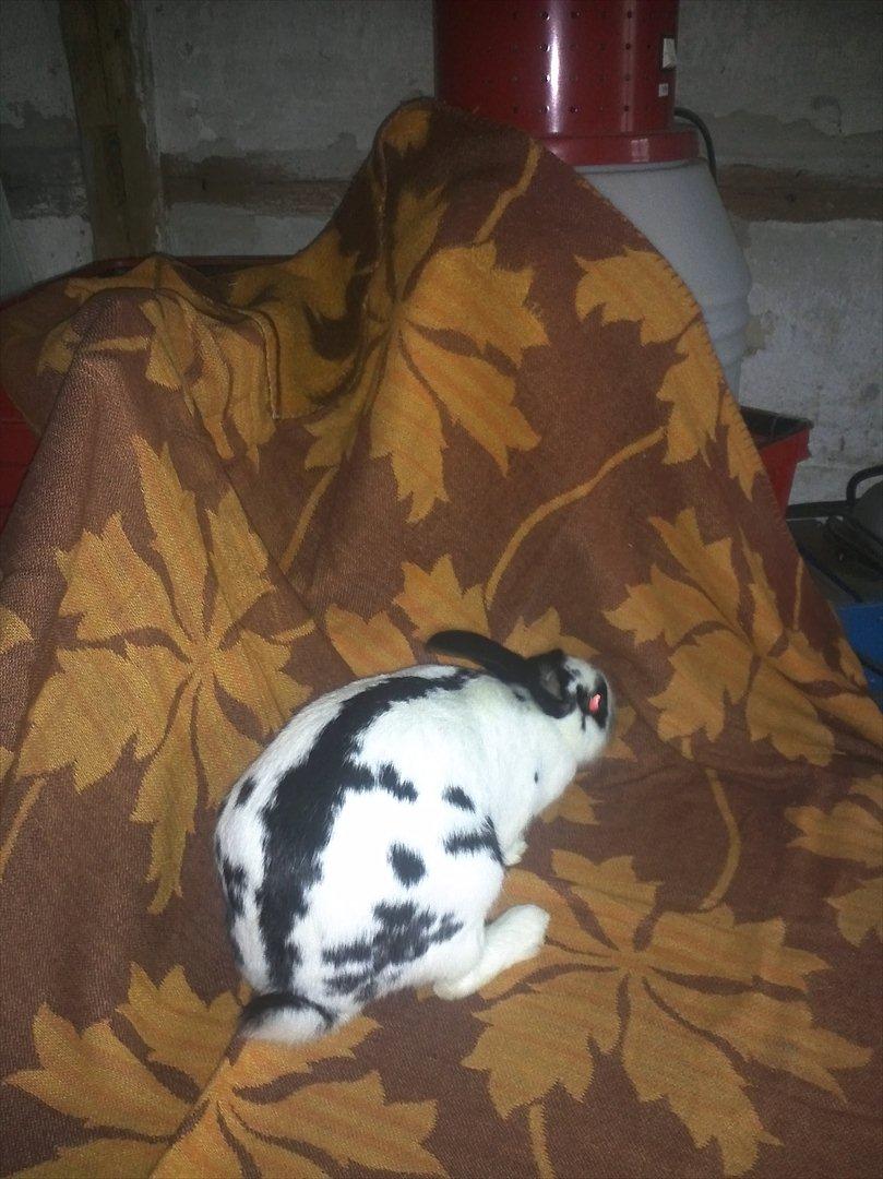 Kanin Nadia 2 - hun er søde  billede 6