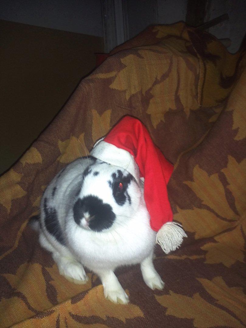 Kanin Nadia 2 - hun er bare så søde med nissehue på billede 7