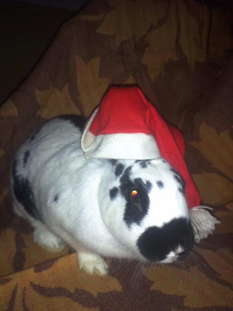 Kanin Nadia 2 billede 8