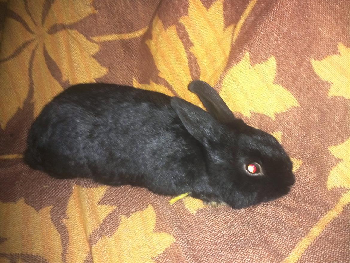 Kanin Basse - vil gøre mig lange så i kan se hvor lange jeg er og hvor stor jeg er  billede 13