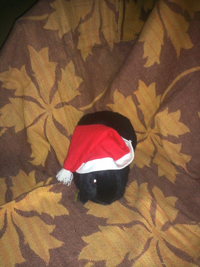 Kanin Basse - er jeg ikke søde med nisse hue på  billede 14