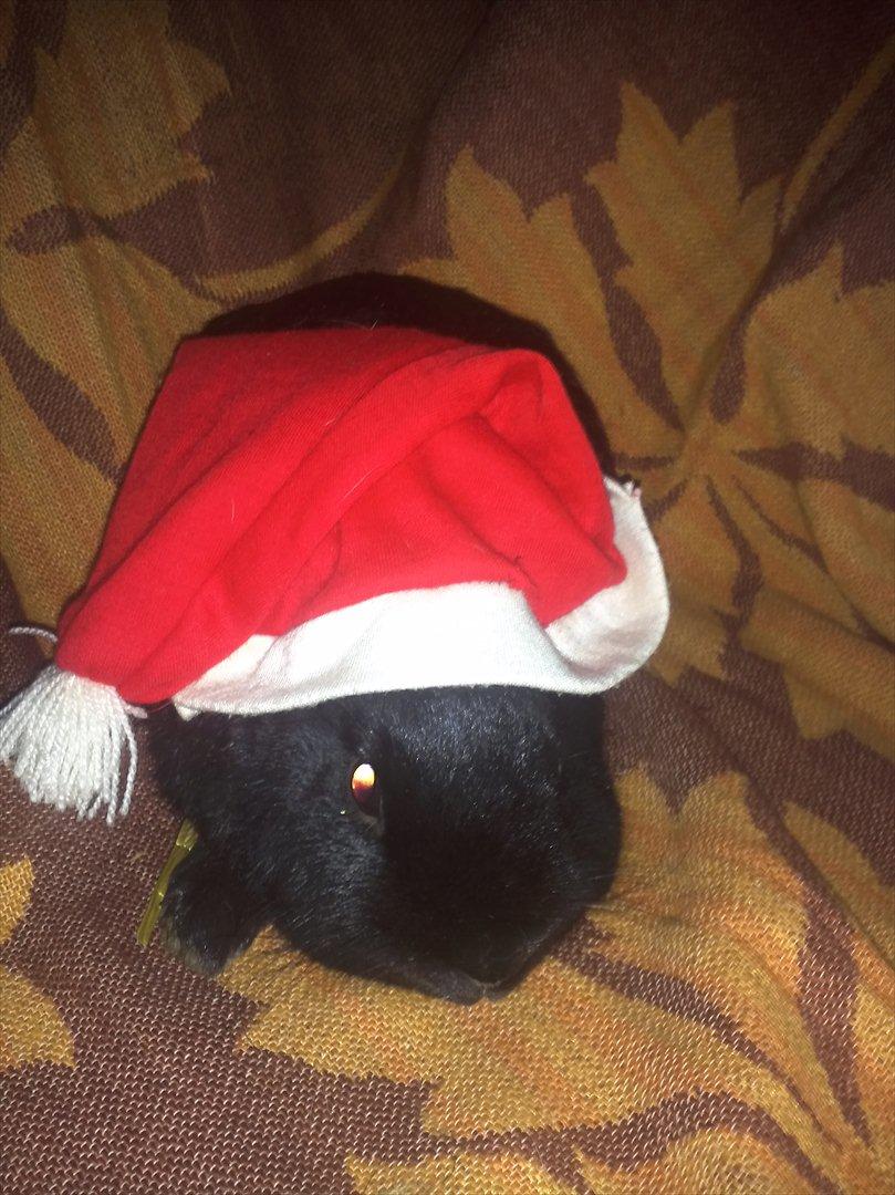 Kanin Basse - og her  er jeg i igen med nisse hue på jeg er en lille nisse kaniner  billede 15