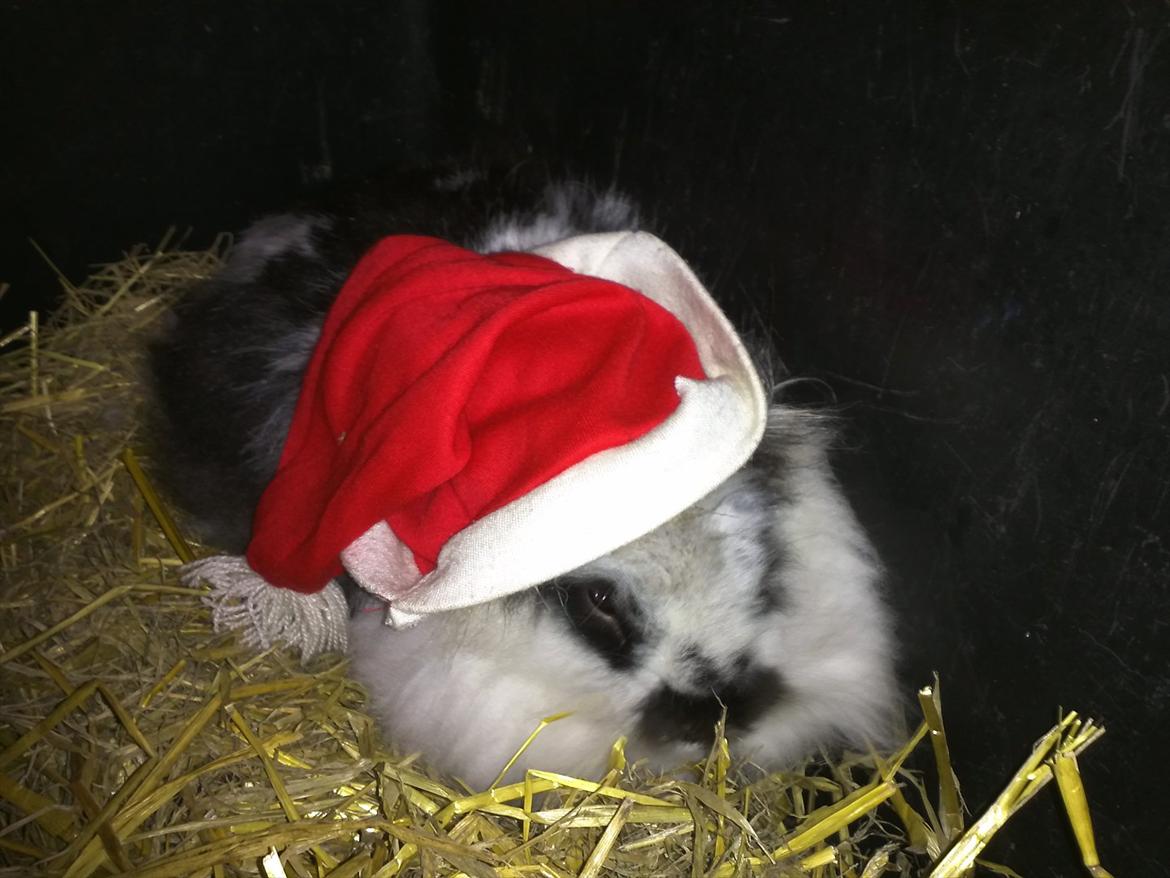 Kanin Sally - er jeg ikke søde med nisse hue på 
 billede 13