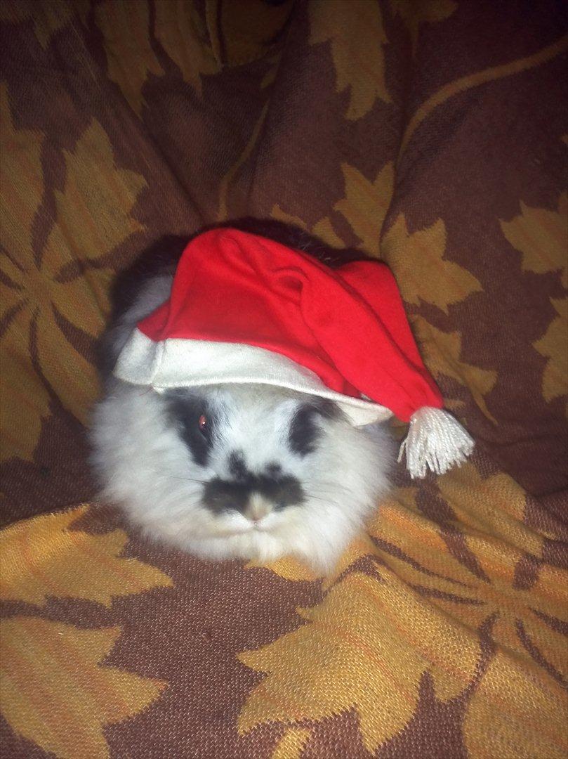 Kanin Sally - i hvor er jeg søde og en drille nisse kaniner billede 14