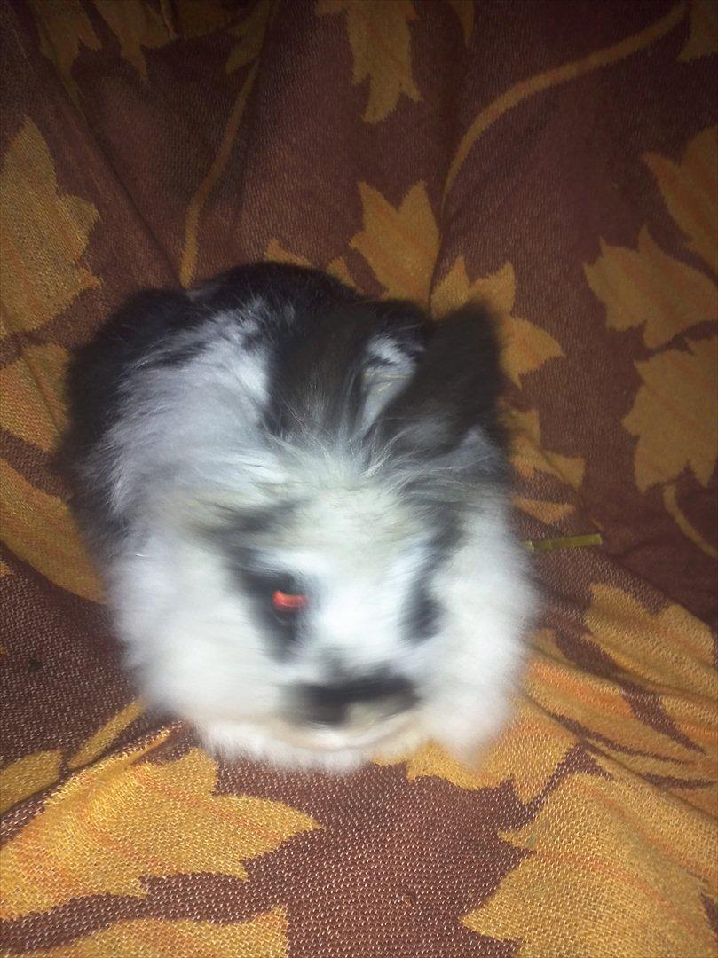 Kanin Sally - jeg kan høre noge kommer  billede 15