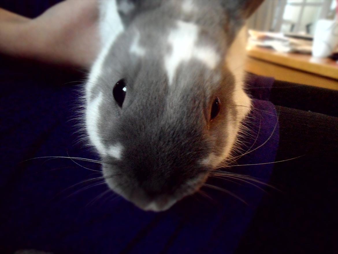 Kanin Petunia  billede 1