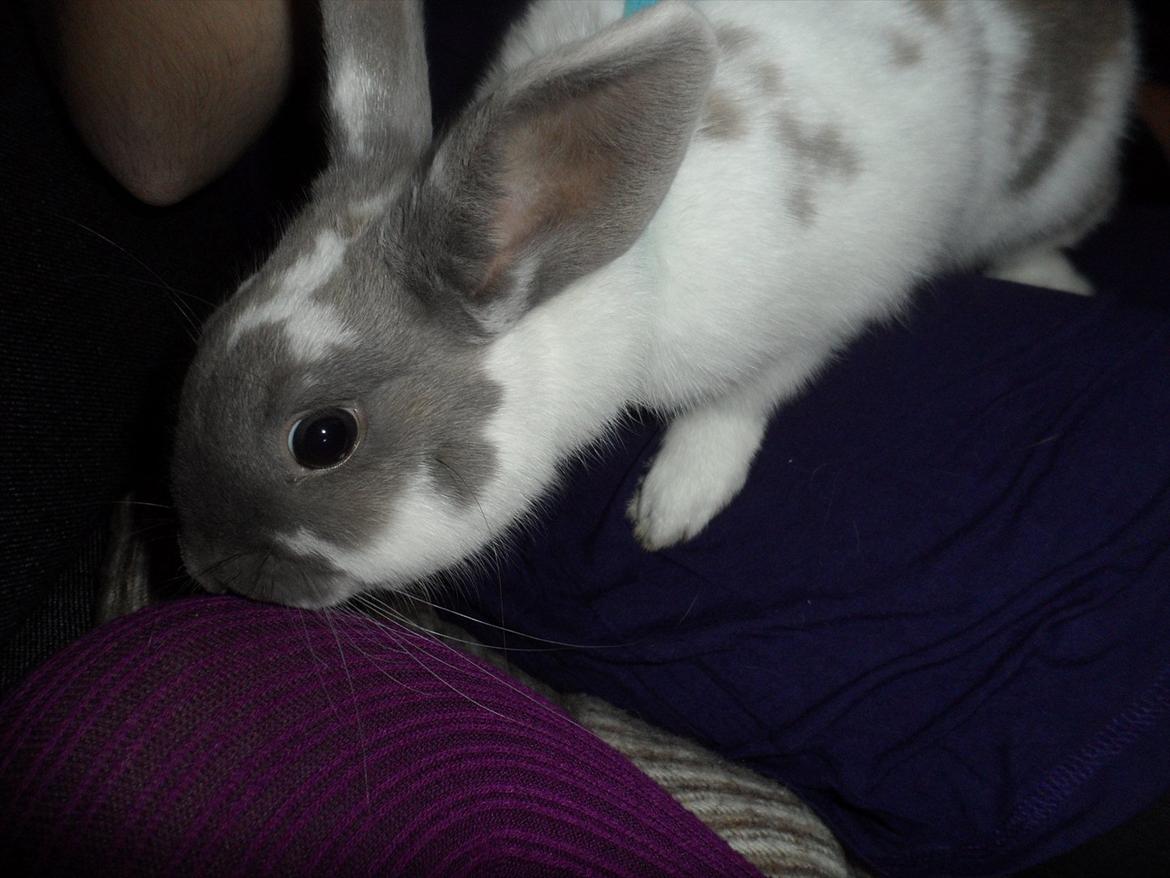 Kanin Petunia  billede 2