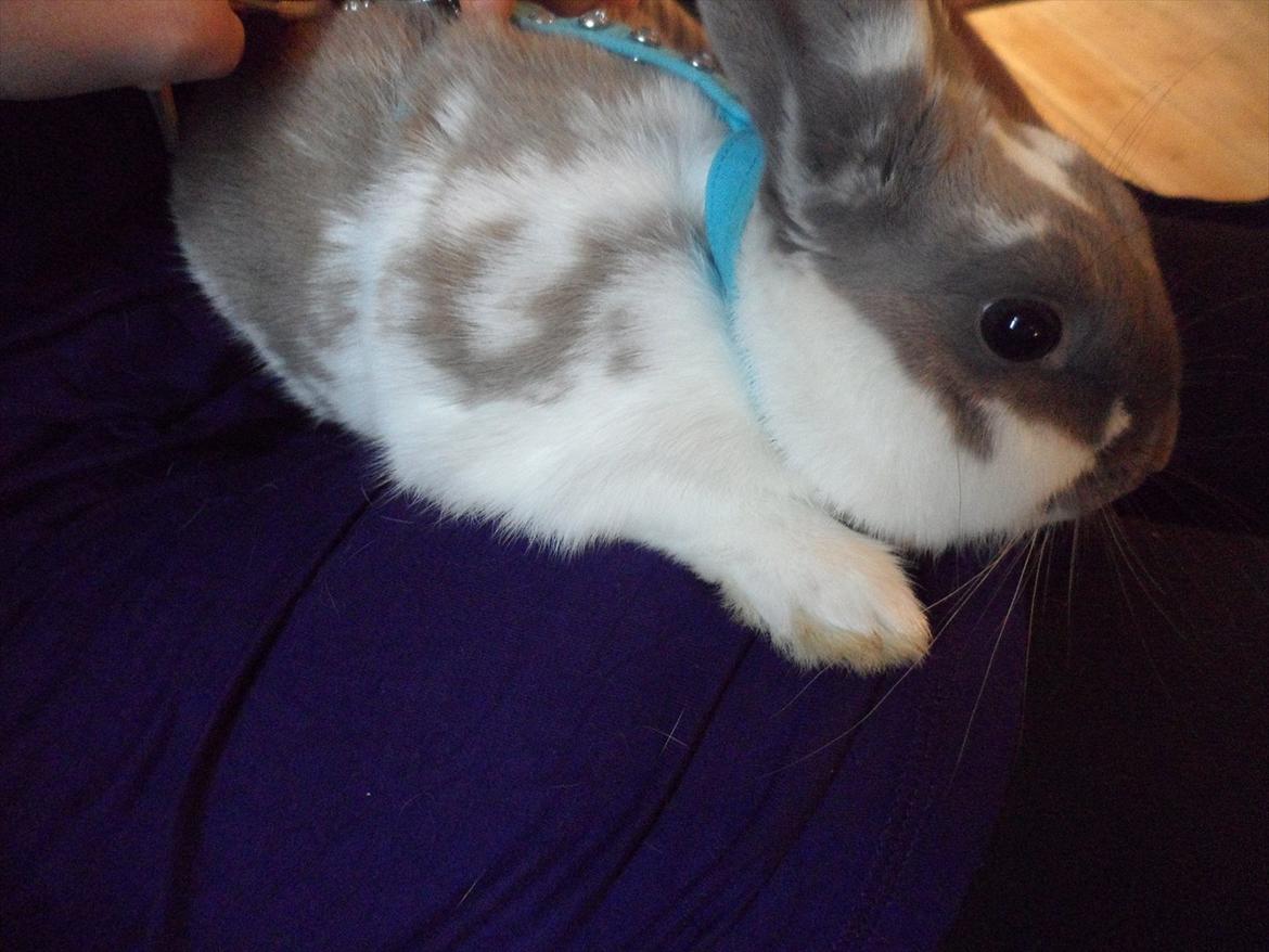 Kanin Petunia  billede 3