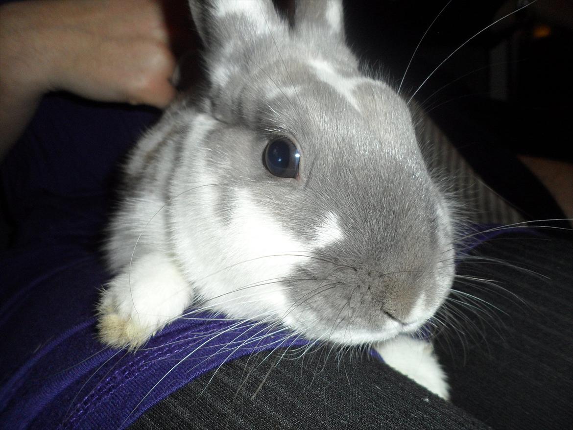 Kanin Petunia  billede 4