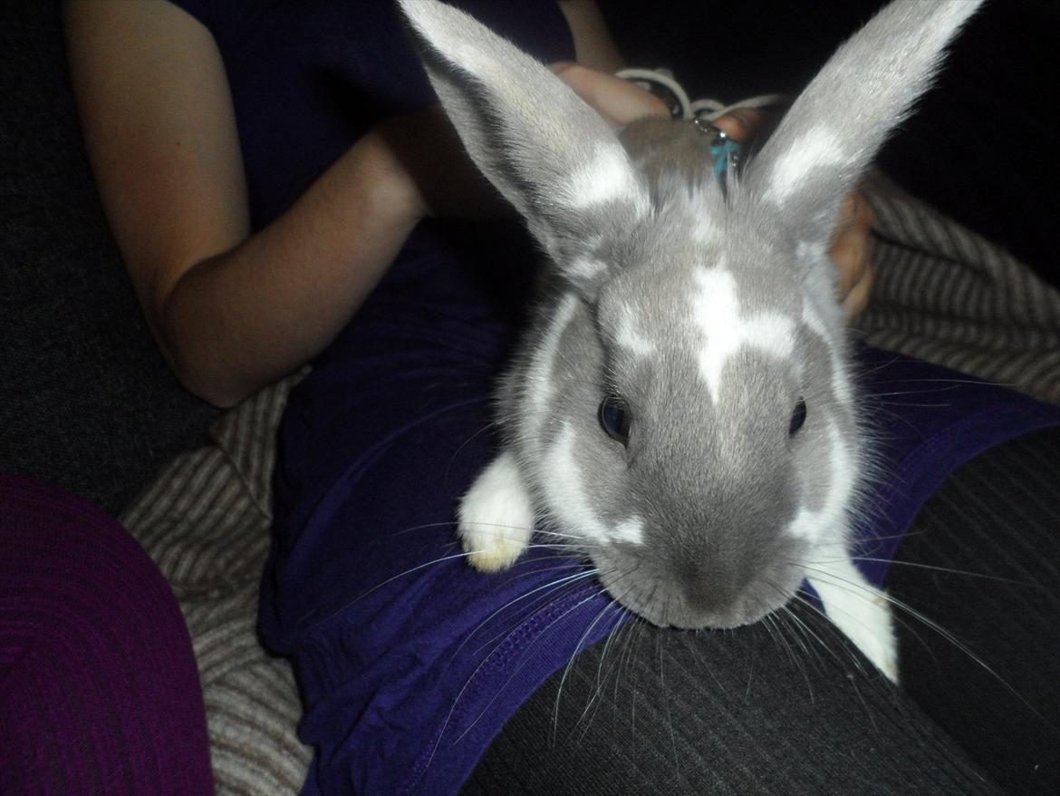 Kanin Petunia  billede 5