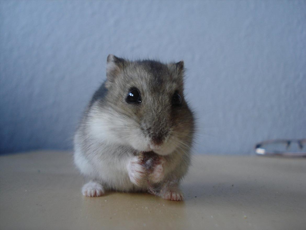 Dværghamster Dumle  - Dumle med en vitaminpille. ca. 6½ måned gammel. billede 10
