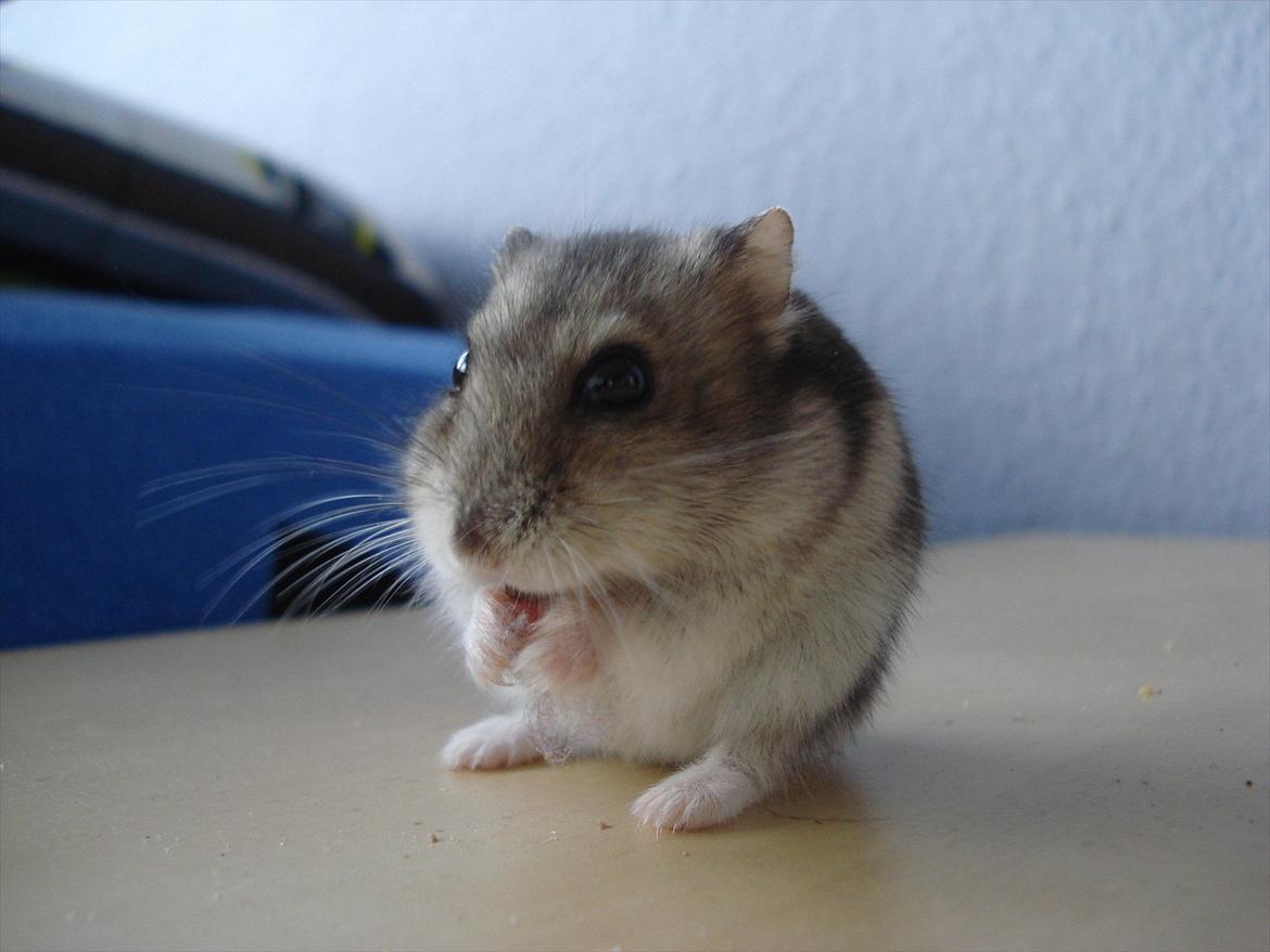 Dværghamster Dumle  - Dumler der guffer mad i sig. ca. 6 ½ måned gammel. billede 11