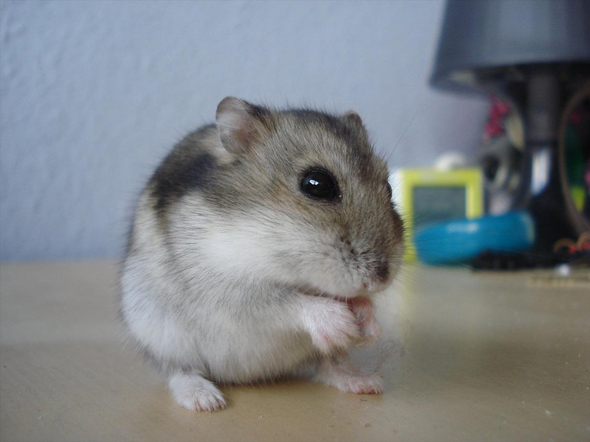 Dværghamster Dumle  - Dumle som guffer mad i sig. ca 6½ måned gammel. billede 12