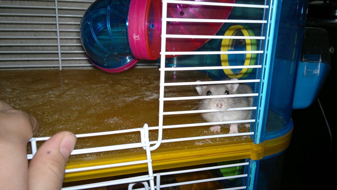 Dværghamster Donau's Jenna Sommers - Gået bort billede 5