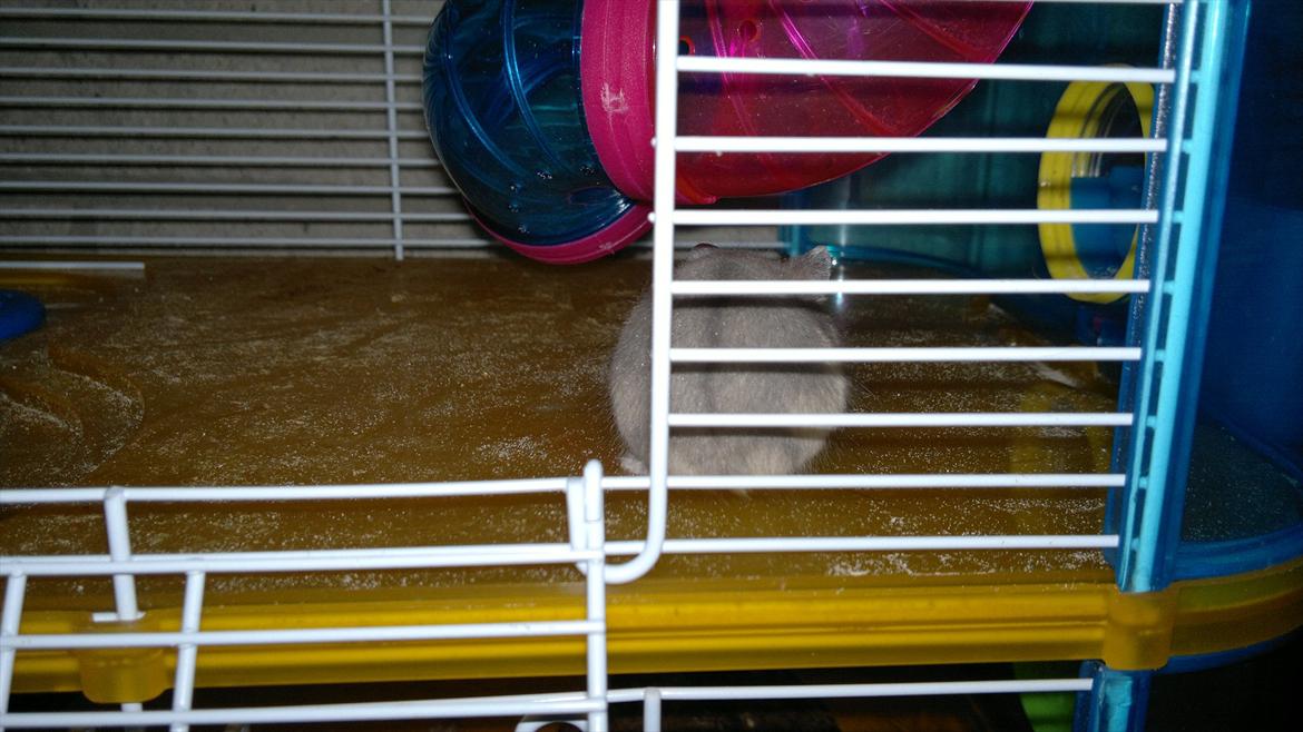 Dværghamster Donau's Jenna Sommers - Gået bort - Tak fordi du kiggede, læg meget gerne en kommentar og bedømmelse:-D billede 11