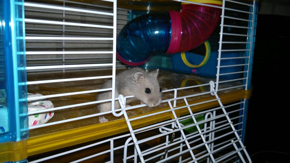 Dværghamster Donau's Jenna Sommers - Gået bort - Velkommen til Jenna's profil:-)<3 billede 2