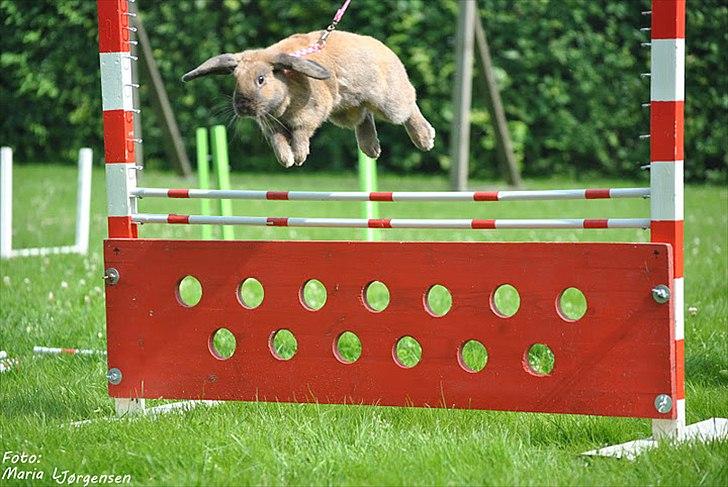 Kanin Hønsehusets Prazo Oneida billede 1