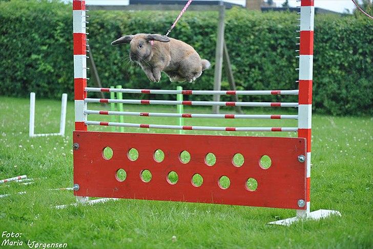Kanin Hønsehusets Prazo Oneida billede 19
