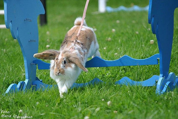 Kanin Winds Asi Liva billede 20