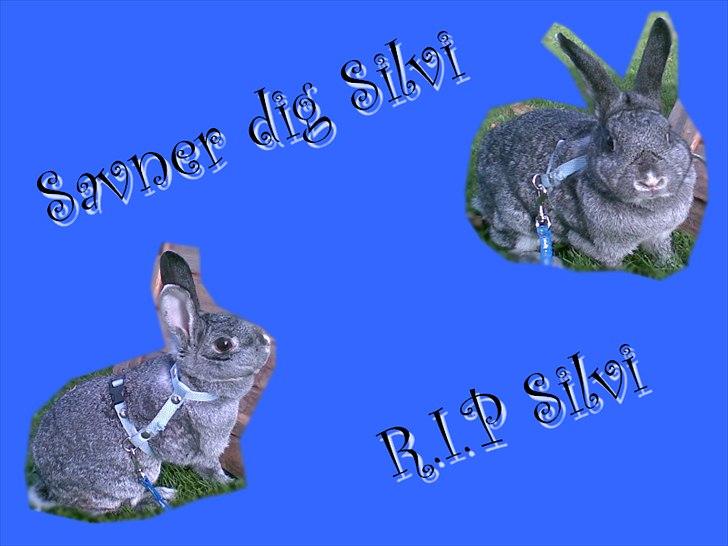 Kanin l silvi silversen hansen l .R.I.P. l billede 16