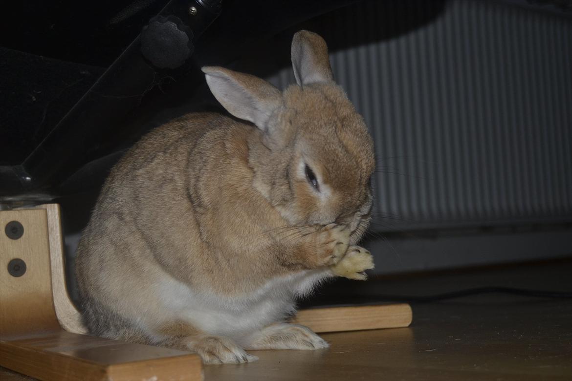 Kanin Bambie billede 6