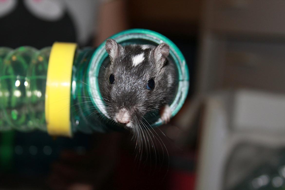 Ørkenrotte Luna - smukke tøs! billede 18