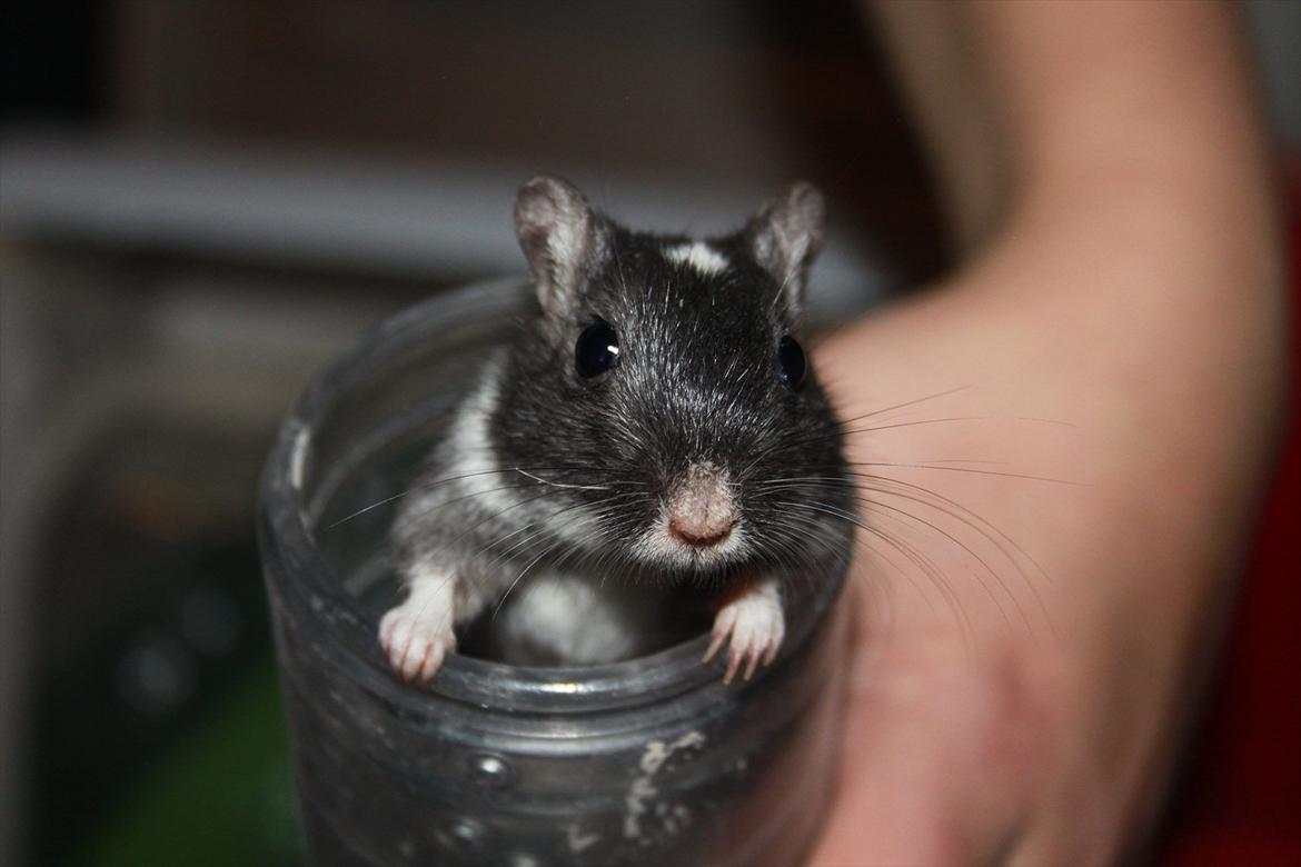 Ørkenrotte Luna - tak fordi i kiggede med:) billede 19