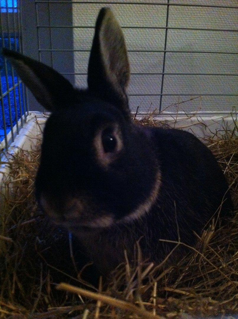 Kanin Joey - Se lige hvor kær jeg er! :D <3 billede 1
