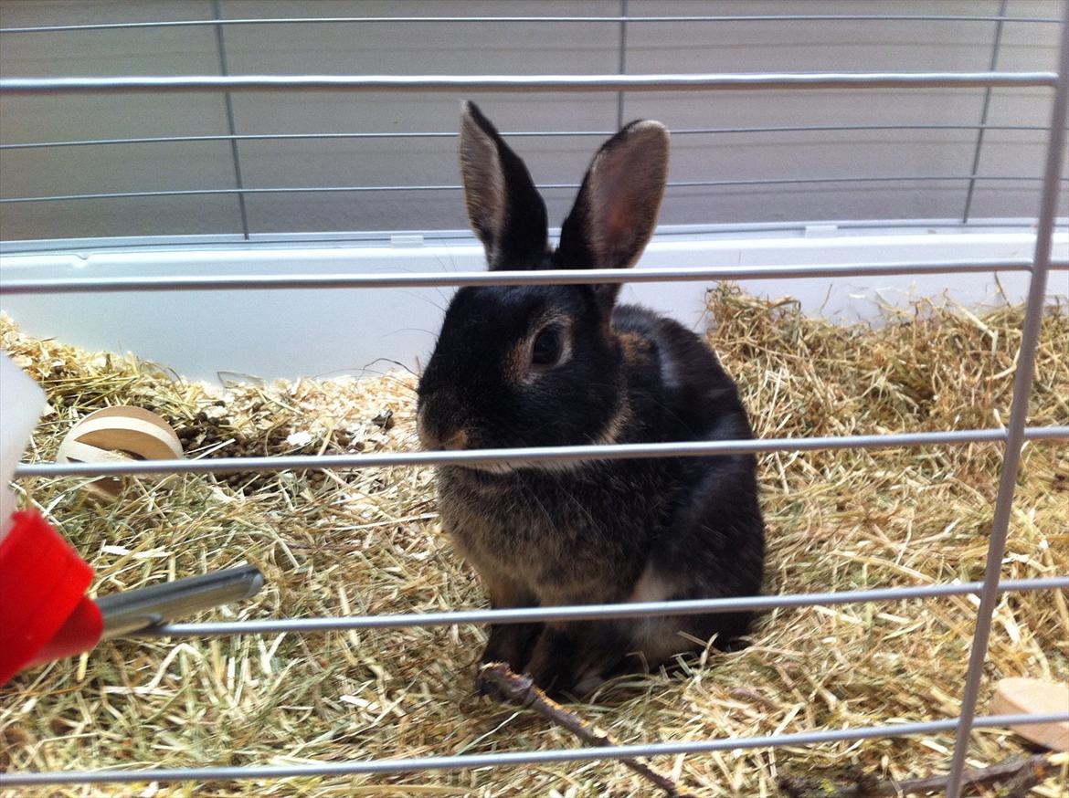 Kanin Joey - Joey <3 billede 7